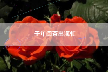 千年闽茶出海忙