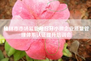桂林市市场监管局召开小微企业质量管理体系认证提升培训会