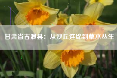 甘肃省古浪县：从沙丘连绵到草木丛生
