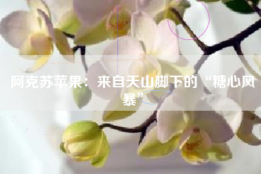 阿克苏苹果：来自天山脚下的“糖心风暴”
