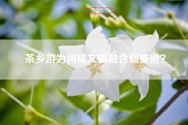 茶乡游为何成文旅融合新赛道？