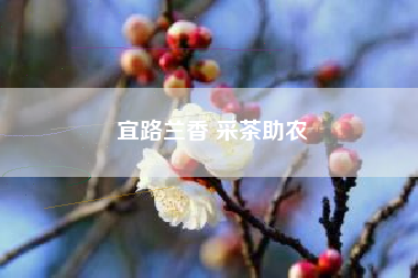 宜路兰香 采茶助农