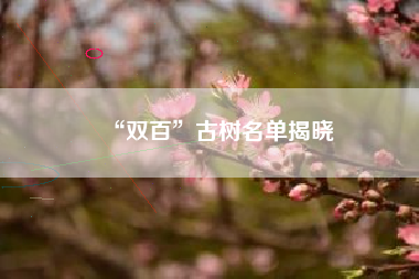 “双百”古树名单揭晓