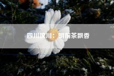 四川汶川：明前茶飘香