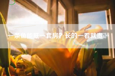 一条鱼能抵一套房？长的一看就贵…