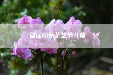 首届阳新茶艺节开幕