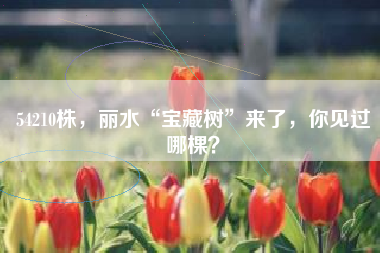 54210株，丽水“宝藏树”来了，你见过哪棵？