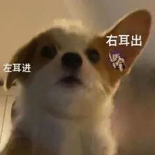 恋爱脑就是真爱吗