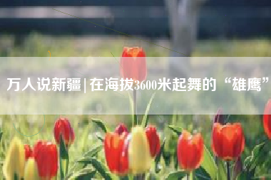 万人说新疆|在海拔3600米起舞的“雄鹰”